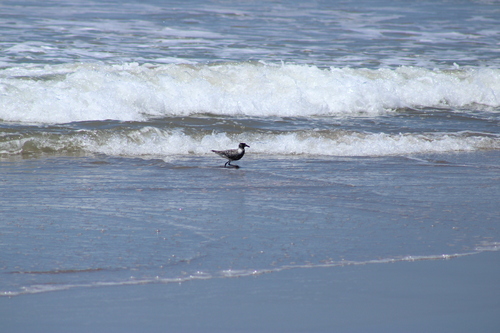 iNaturalist image