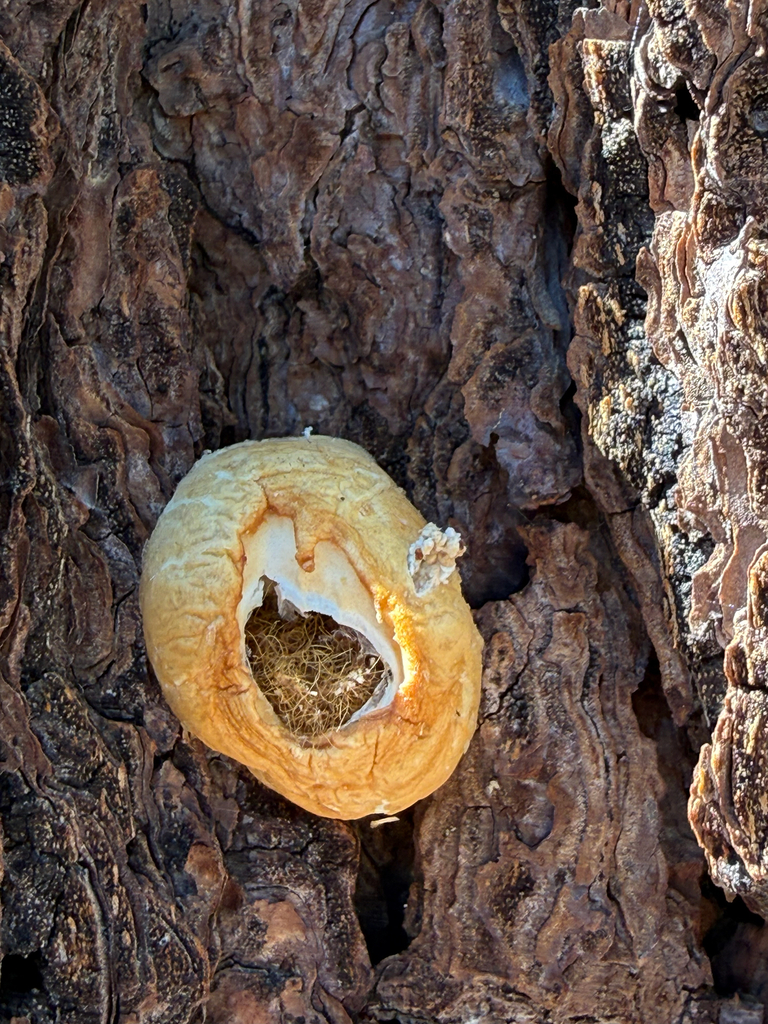 Veiled Polypore · July 2026 · photo: Photo: (c) Rachel Lee Harper, some rights reserved (CC BY) · iNaturalist