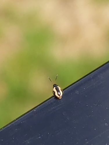 Garden Flea Beetle