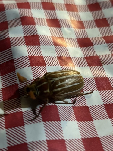 iNaturalist observation photo of Polyphylla sobrina