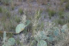(c) William Harmon, some rights reserved (CC BY) Eragrostis lehmanniana, photograph (c) William Harmon, some rights reserved (CC BY)