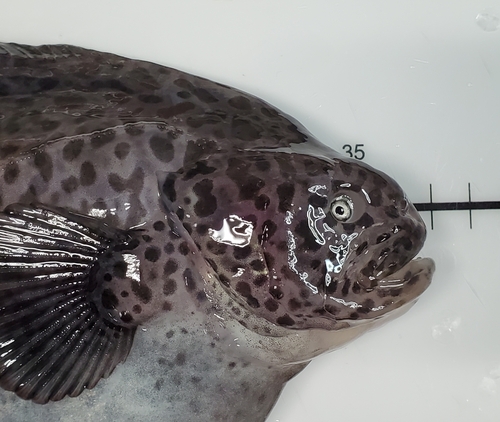 Fan-tailed rag-fish (Icosteus aenigmaticus) — Icosteidae — 5