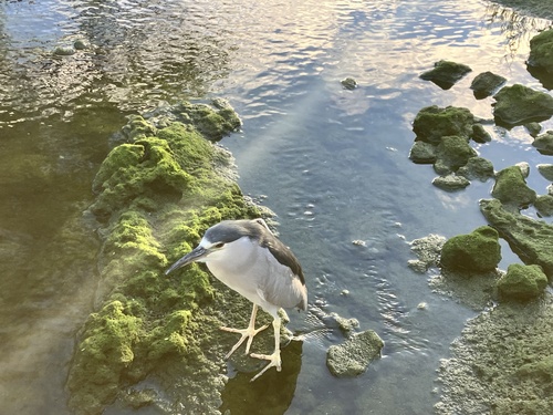 iNaturalist image