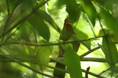 Garrulax canorus observed 2026-07-26
