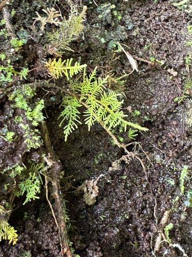 Thuidium cymbifolium, 2026-07-26
