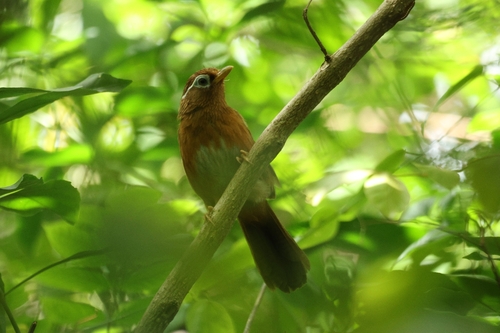 Garrulax canorus observed 2026-07-26