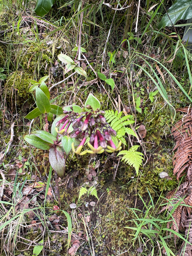 Kadua centranthoides observed 2026-07-26