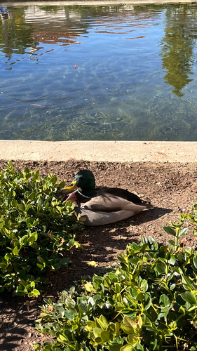 iNaturalist image