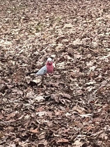 Galah