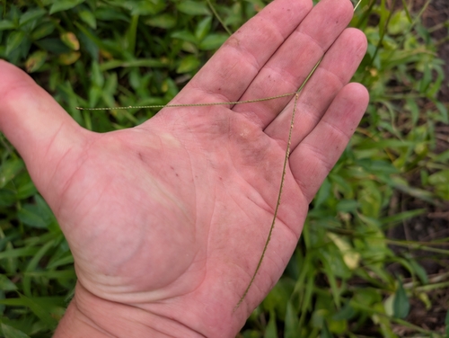 Paspalum conjugatum, photograph 1