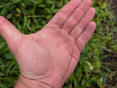 Paspalum conjugatum, photograph author not stated, no rights reserved