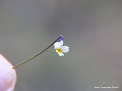 Viola kitaibeliana