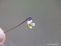 Viola kitaibeliana