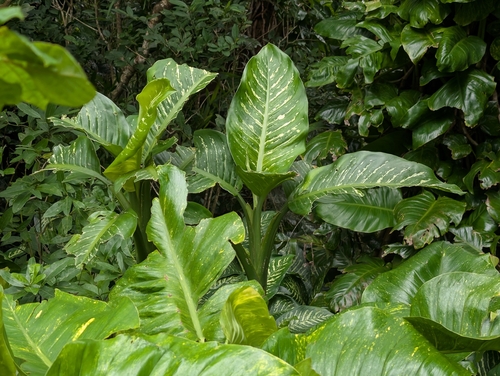 Dieffenbachia observed 2026-07-26
