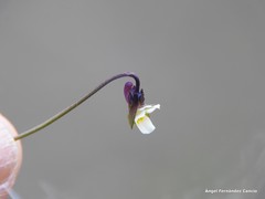 Viola kitaibeliana