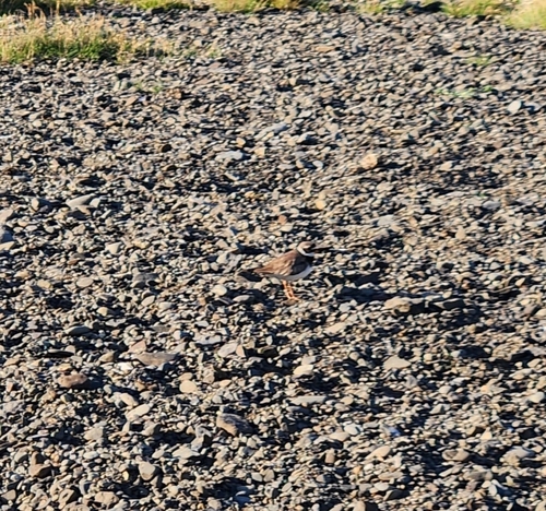 iNaturalist image