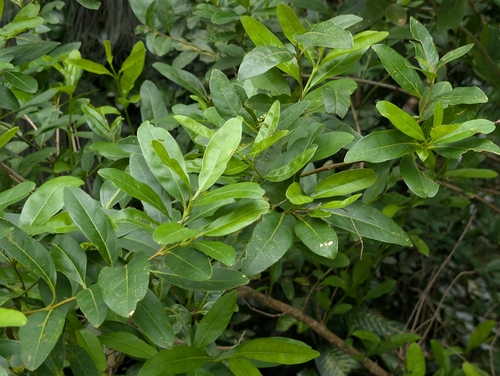 Citharexylum caudatum, photograph 5