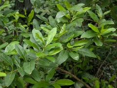 Citharexylum caudatum, photograph author not stated, no rights reserved