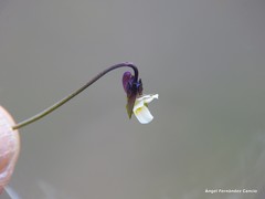Viola kitaibeliana
