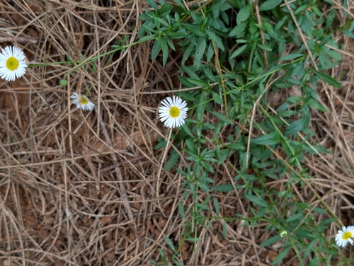 Erigeron karvinskianus observed 2026-07-26