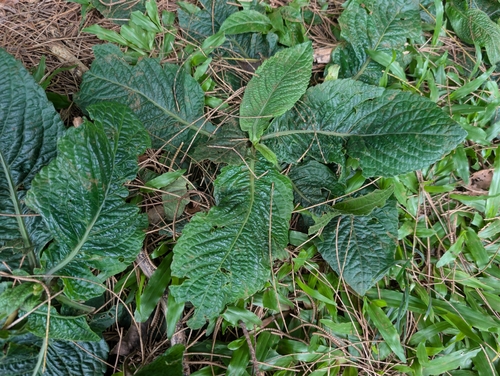 Elephantopus mollis observed 2026-07-26