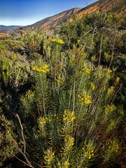Euryops tenuissimus, photograph (c) kevin koen, some rights reserved (CC BY-SA)