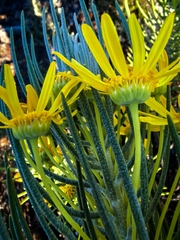 Euryops tenuissimus, photograph (c) kevin koen, some rights reserved (CC BY-SA)
