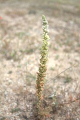 Reseda hookeri