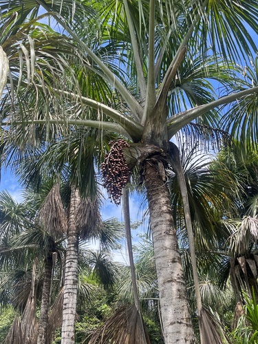 Mauritia flexuosa, photograph 4