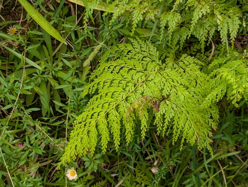 Odontosoria chinensis, photograph 1