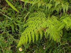 author not stated, no rights reserved Odontosoria chinensis, photograph author not stated, no rights reserved