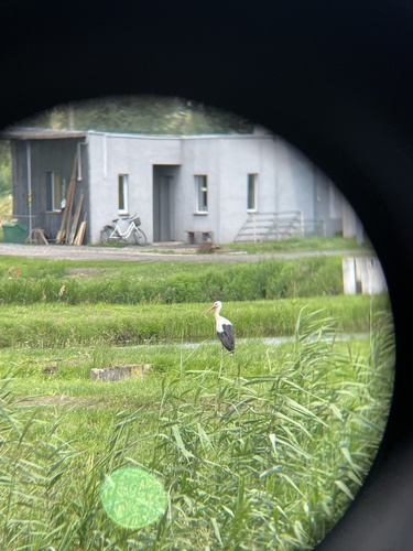 iNaturalist image