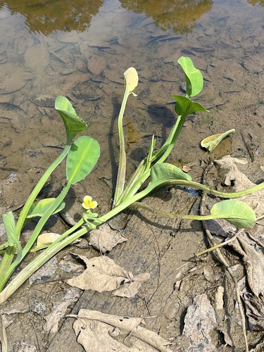 Limnocharis flava