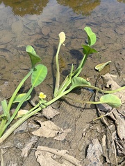 Limnocharis flava