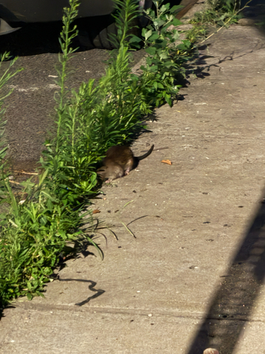 Rat photographed near here on 2026-07-26