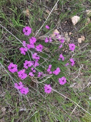 Glandularia canadensis