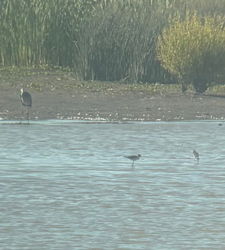 Black-necked Stilt