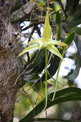 Angraecum sesquipedale