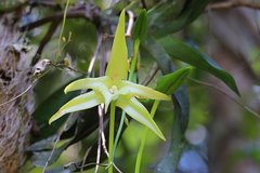 Angraecum sesquipedale