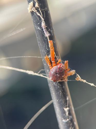 Noble False Widow photo 6