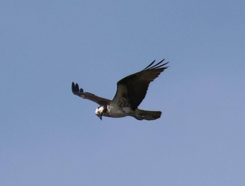 iNaturalist image