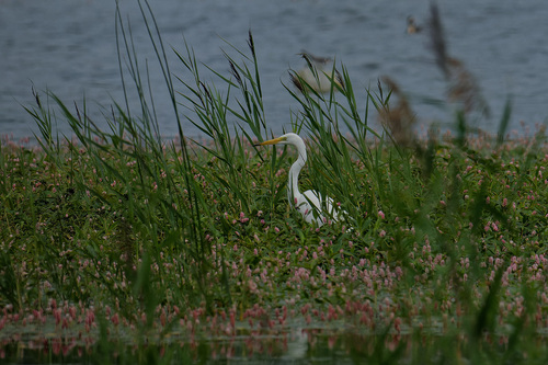 iNaturalist: (c) svet-lanag, some rights reserved (CC BY-NC) iNaturalist image