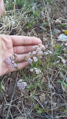 Valerianella pumila