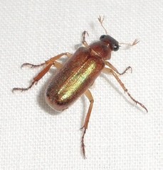 Dichelonyx subvittata