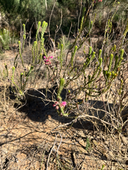 Erica pulchella, photograph (c) André Deschodt, some rights reserved (CC BY)