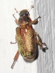 Dichelonyx subvittata