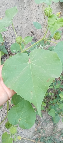 velvetleaf