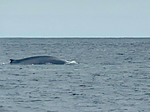 Blue whale