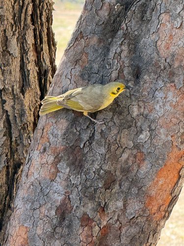Yellow-tinted Honeyeater
