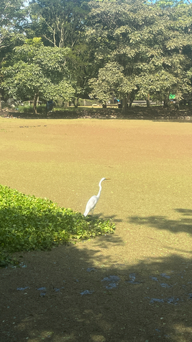 iNaturalist image